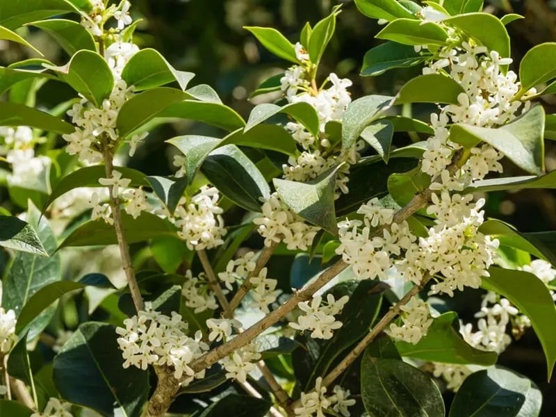 Cây hoa mộc được xem là biểu tượng của sự giàu có, may mắn và thành công.