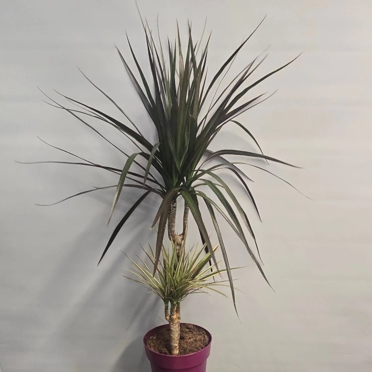 Với tuổi thọ đặc biệt cao, có những cây được ghi nhận sống đến hàng nghìn năm, huyết giác tượng trưng cho sự trường thọ, bền bỉ và sức sống mãnh liệt.