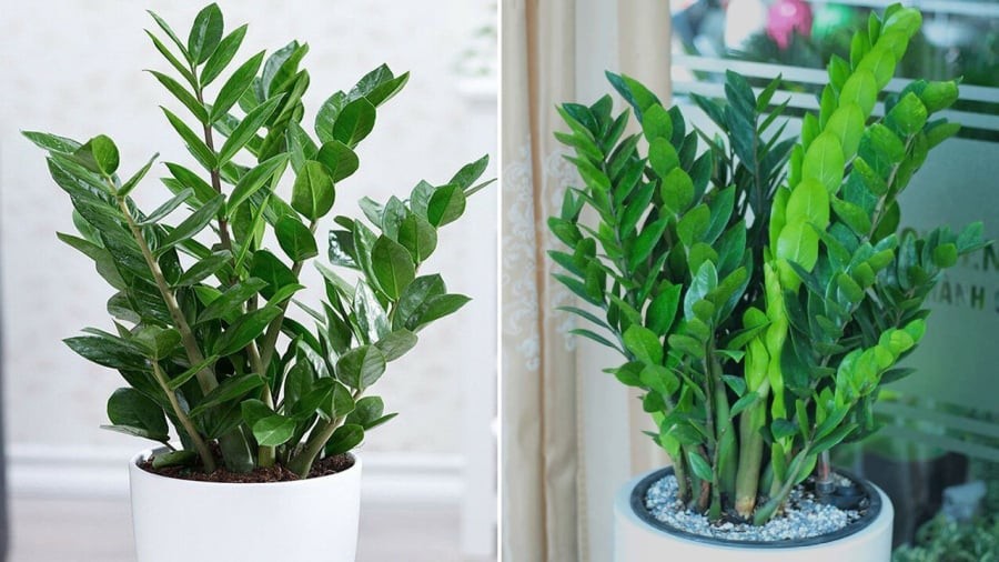 Người mệnh Mộc và mệnh Thủy thường được khuyên nên thận trọng khi lựa chọn việc trồng cây kim tiền trong nhà.