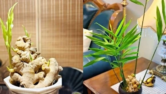 Đặc biệt, khi được chăm sóc tốt, cây gừng có thể nở hoa nhỏ màu trắng hồng – được gọi là hoa lộc. 