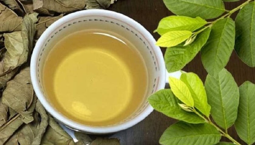 Nước lá ổi có mùi hương thơm, vị chát nhẹ, rất dễ uống