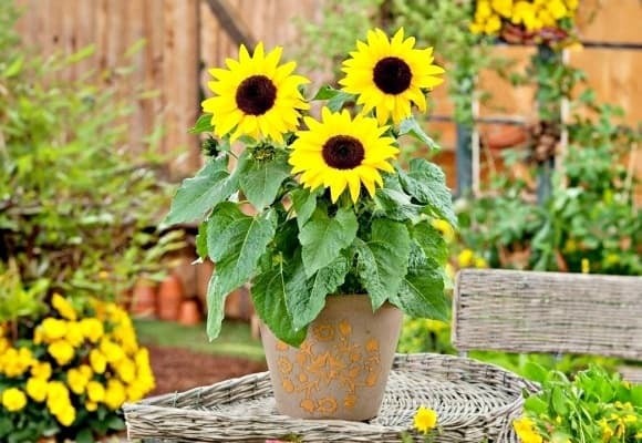 Hoa hướng dương mang hành Hỏa và chứa nguồn dương khí rất mạnh.