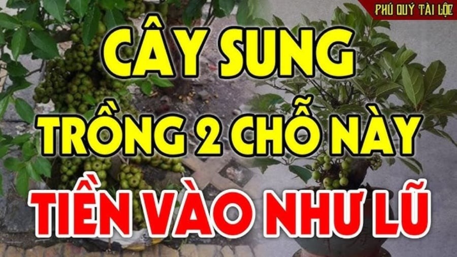 cay dinh lang