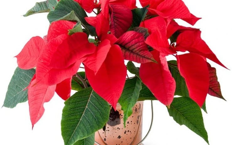 Cây trạng nguyên có hoa màu đỏ phù hợp với nhưng người làm các nghề như: biên tập viên, nhân viên phòng kế hoạch, phát triển sản phẩm