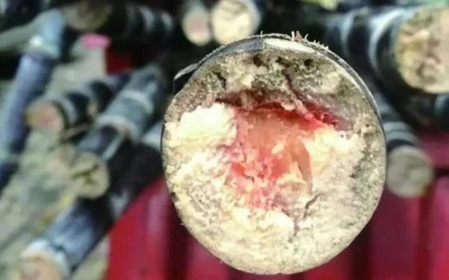 Ăn mía bị mốc có thể gây độc tính cao.
