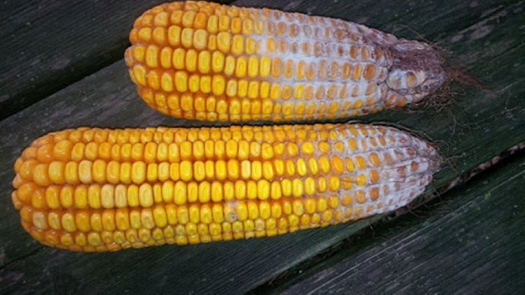 Ngô bị môc có độ tố Fumonisin độc hại ở gan thận