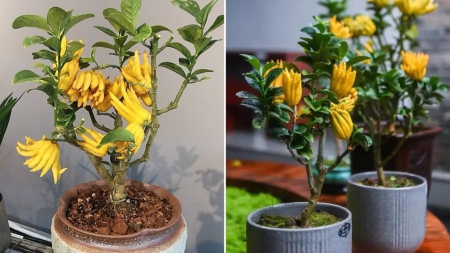 Cây phật thủ là một loại cây có ý nghĩa tốt trong phong thủy.