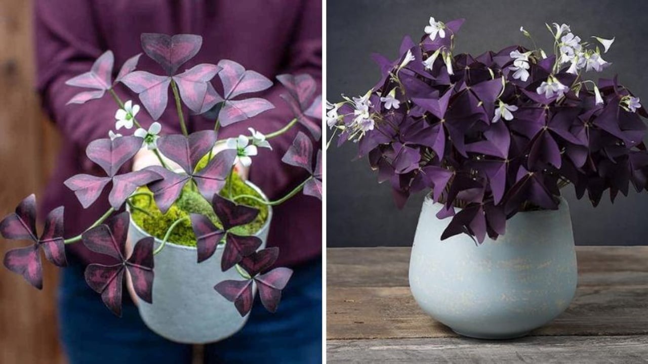 Cây bướm đêm mang nét đẹp mỏng manh với màu tím nhẹ nhàng tượng trưng cho tình yêu vững bền, hạnh phúc.