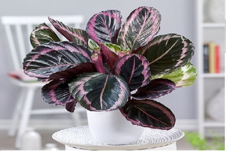 Cây đuôi công là loại cây cảnh đẹp ưa bóng râm, có thể trồng ở cả môi trường đất và thủy canh.