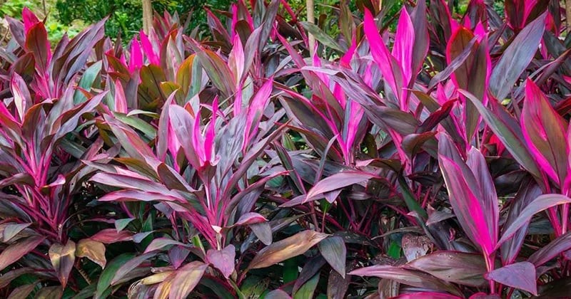 Cây huyết dụ có khả năng xua đuổi tà ma khỏi ngôi nhà.