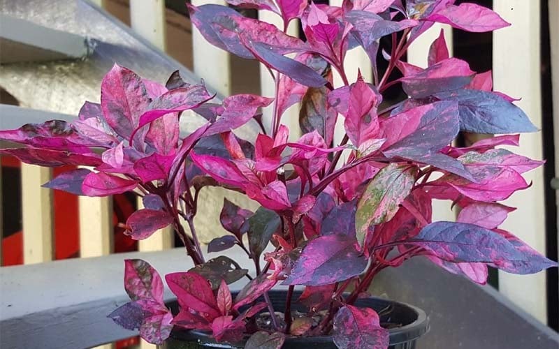 Cây mắt nai mang đến nguồn năng lượng dồi dào, thể hiện cho sự thuần khiến, sự vui tươi và sức sống mãnh liệt.