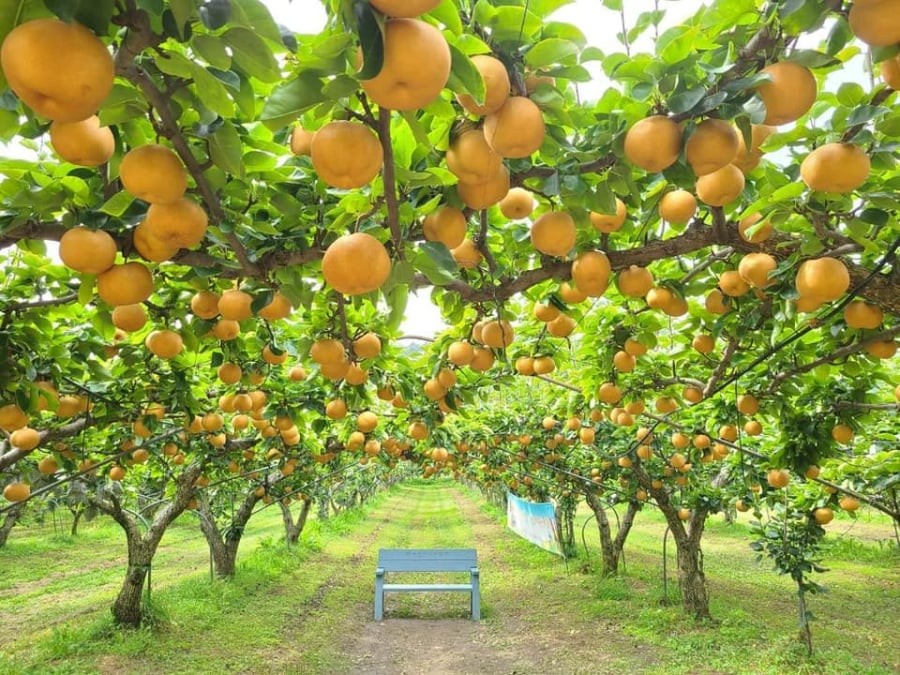 Vườn lê với những trái lê giòn ngọt, nhiều nước.