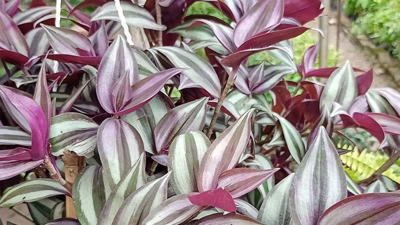 Trong phong thủy, khi trồng loại cây này trong nhà còn góp phần xua đuổi tà khí, tiêu tan bệnh tật, bảo vệ sức khỏe cho gia đình bạn.