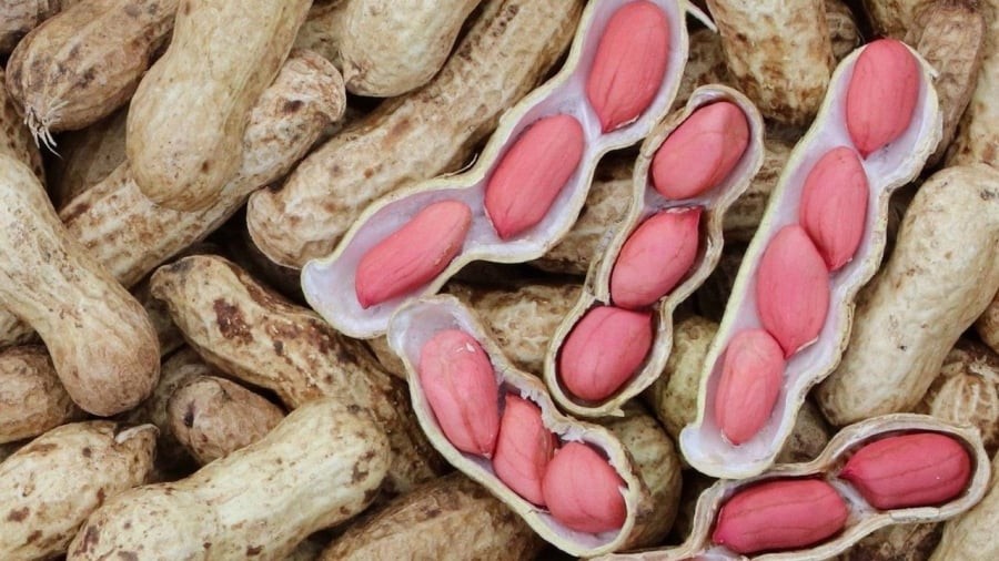 Thường xuyên ăn lạc có lợi ích trong việc bảo vệ sức khỏe tim mạch.