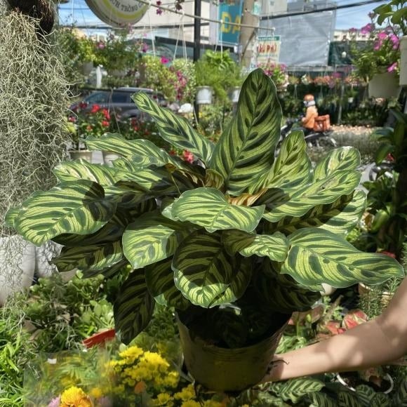 Cây đuôi công từ lâu đã được xem là biểu tượng của tài lộc và may mắn. 