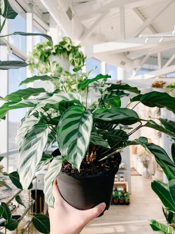 Cây đuôi công không chỉ thu hút tài lộc mà còn mang biểu tượng của sự no ấm, viên mãn và hạnh phúc trong gia đình. 