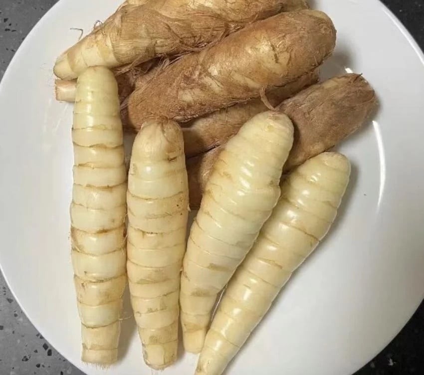 Nguyên liệu củ dong trắng