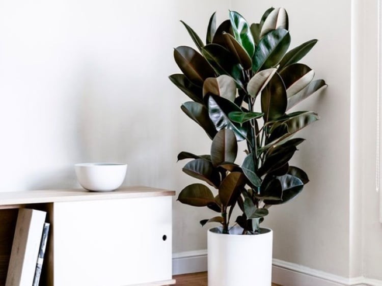 Cây cảnh này có lá dày, được mệnh danh là 