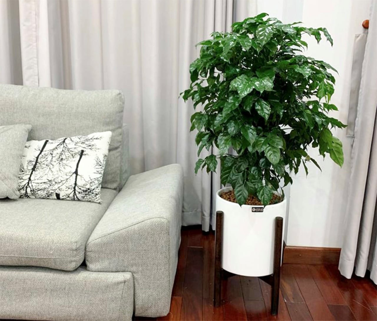 Nhìn những cành lá xanh tươi của cây cảnh hạnh phúc mang lại sức sống cho ngôi nhà; có lẽ vì vậy mà người xưa thường gọi cây cảnh này là 