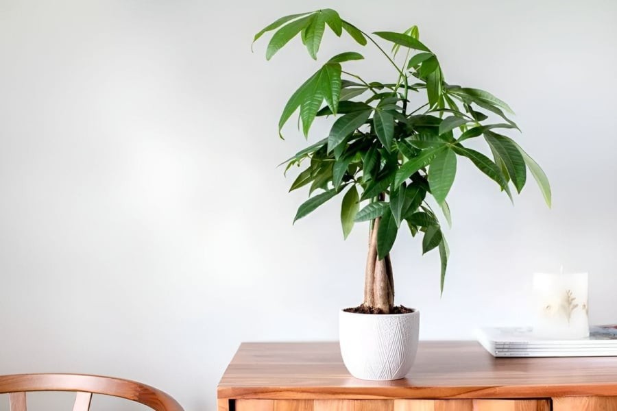 Theo nguyên tắc của phong thủy, cây cảnh kim ngân là một trong những loại cây mang lại may mắn và tài lộc. Loại cây này cũng được coi là biểu tượng của sự giàu có và thịnh vượng.