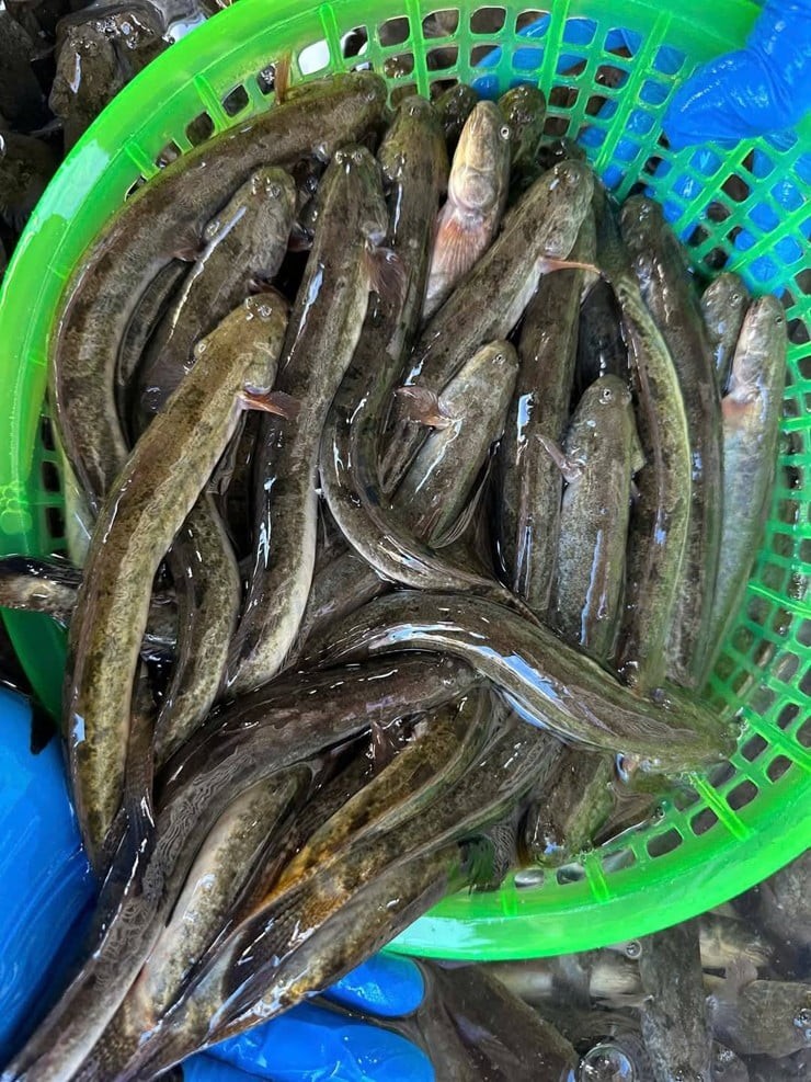 Không ít hộ dân ven biển bắt đầu chuyển sang nuôi cá kèo trong ao lợ