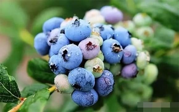 Dù nhỏ bé, việt quất là “siêu thực phẩm bổ não” đúng nghĩa. 