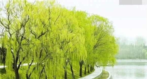 Ở các đô thị lớn, giữa những tòa nhà cao tầng và đường phố đông đúc, cây xanh vẫn đóng vai trò quan trọng, vừa làm đẹp cảnh quan vừa giúp thanh lọc không khí. 