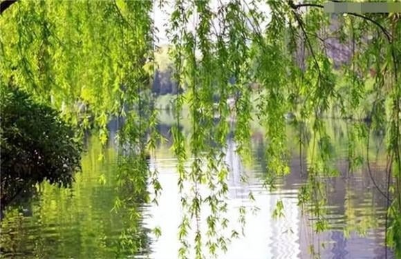 Loại cây thứ ba là cây dâu.