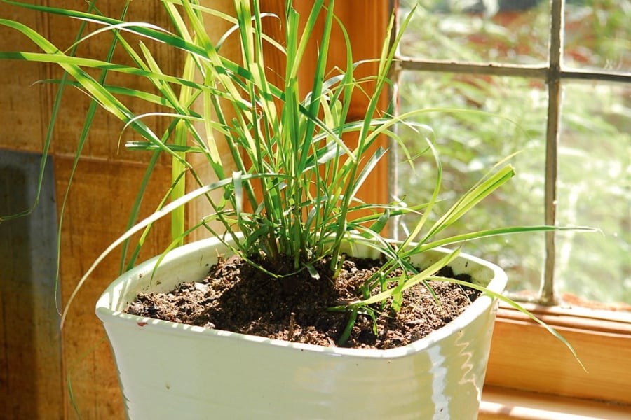 Sả từ lâu đã được mệnh danh là loại cây xua đuổi muỗi mạnh mẽ nhất nhờ hàm lượng tinh dầu citral và geraniol cao. 