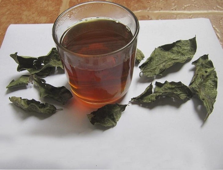 Lá xạ đen mặc dù khá tốt cho sức khỏe, tuy nhiên có 5 nhóm người càng dùng càng gây hại.