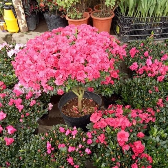 Hoa đỗ quyên vốn phổ biến tại các quốc gia khí hậu ôn đới như Nhật Bản hay Triều Tiên.