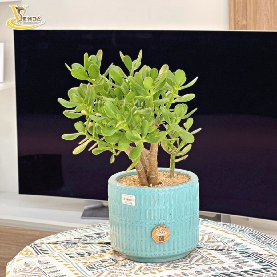 Cây sen đá giữ vận khí