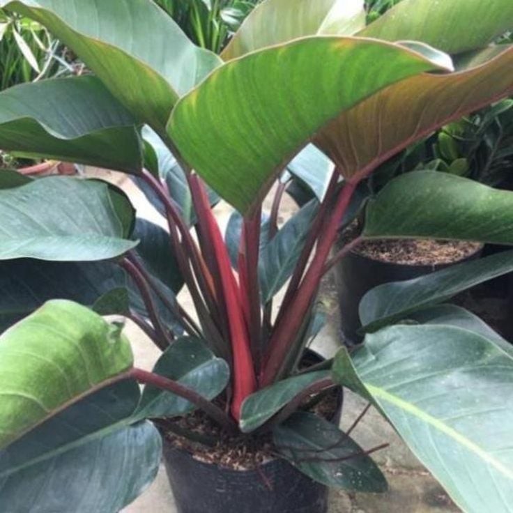 Trầu bà đế vương phong thuỷ tốt cho thăng tiến