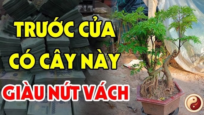 3 loại cây trồng trước nhà giàu có