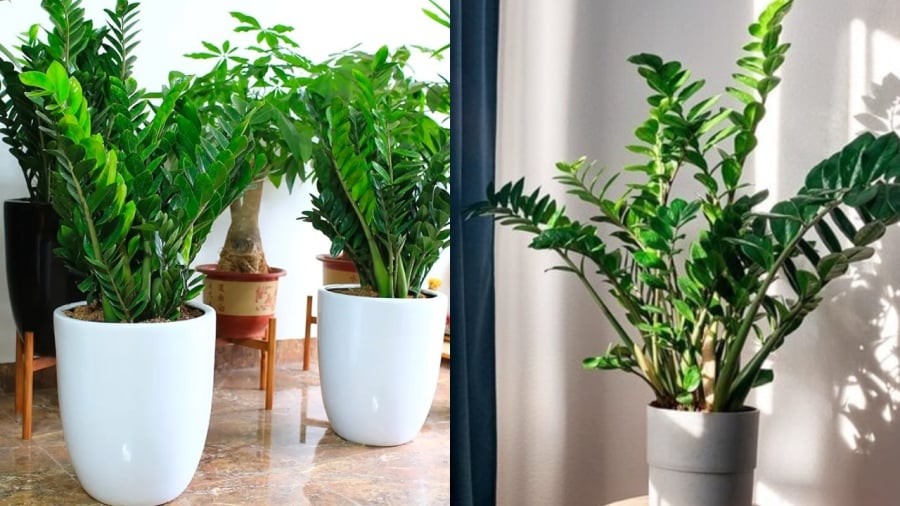 Cây kim tiền kỵ với người mệnh Thổ và mệnh Kim.