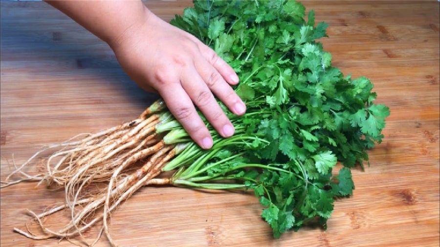 Trước khi bảo quản rau mùi, bạn có thể sơ chế để loại bỏ đất cát, giúp ngăn chặn vị khuẩn phát triển.