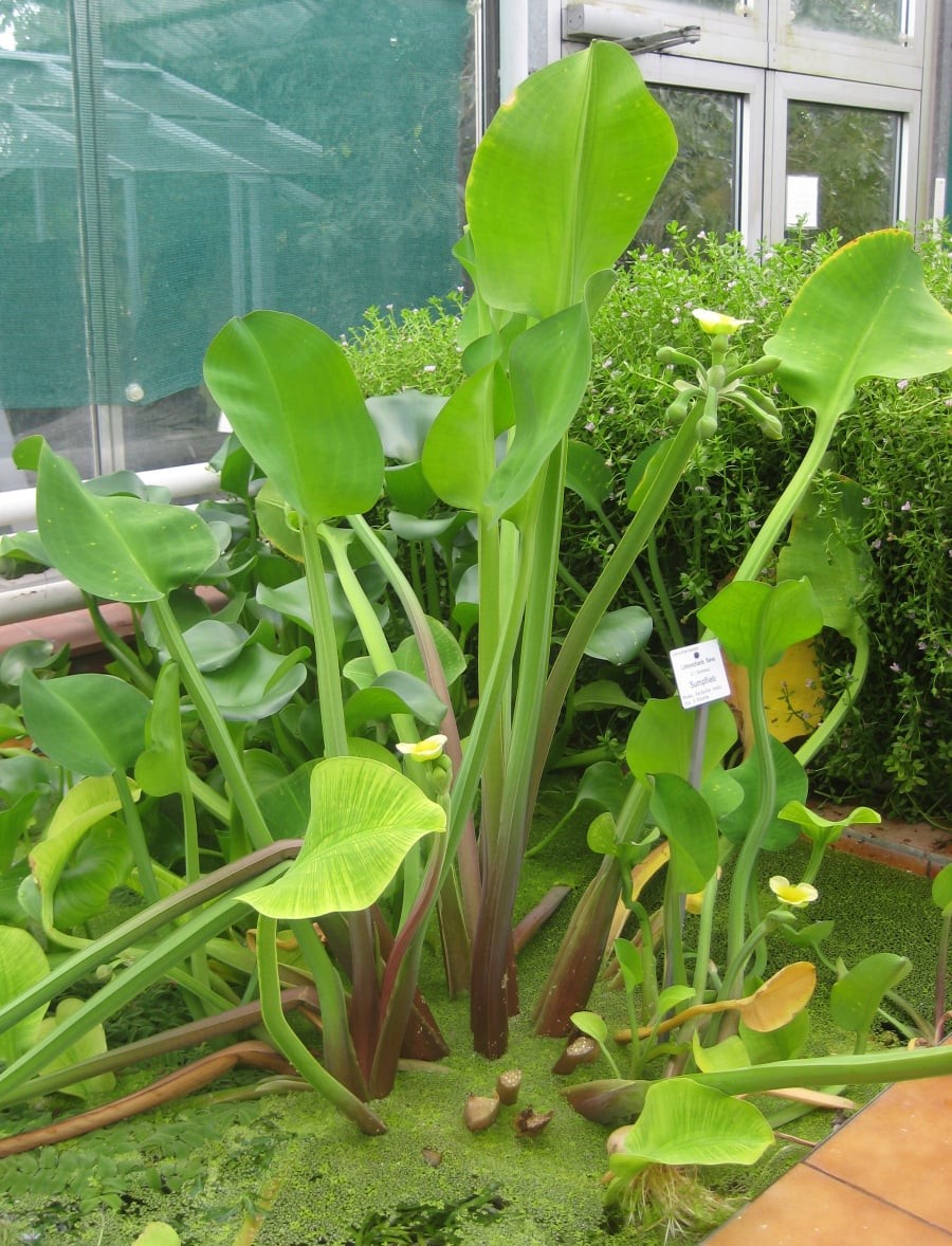 Kèo nèo còn được gọi là cù nèo, mọc nhiều ở vùng trũng ngập nước tại các tỉnh Đồng bằng sông Cửu Long