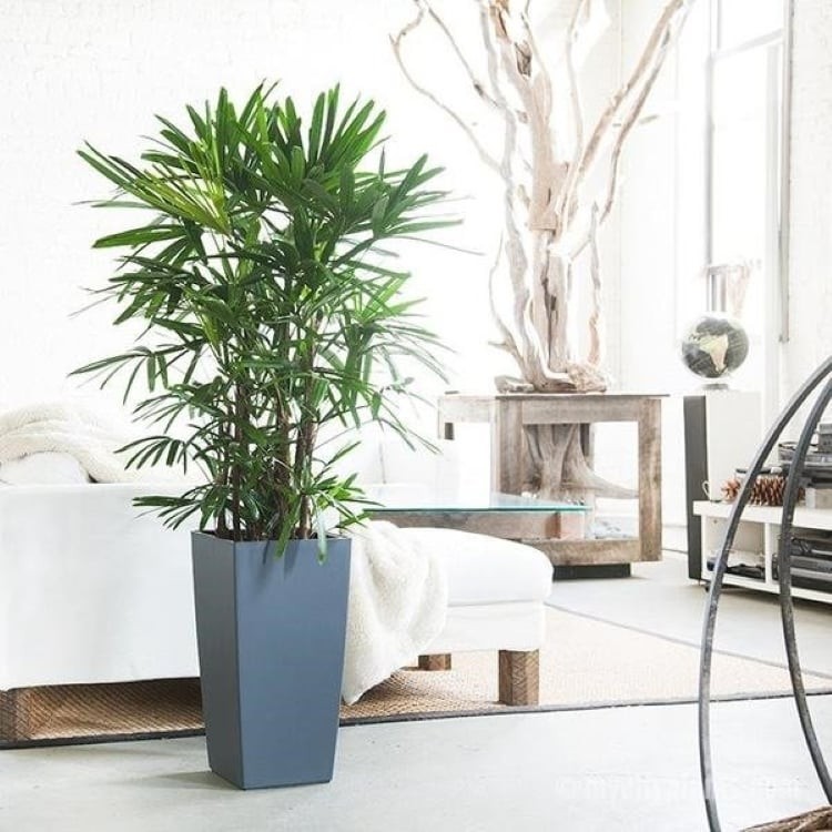 Cây trúc mây có khả năng thích nghi, sinh trưởng và phát triển trong điều kiện khắc nghiệt.