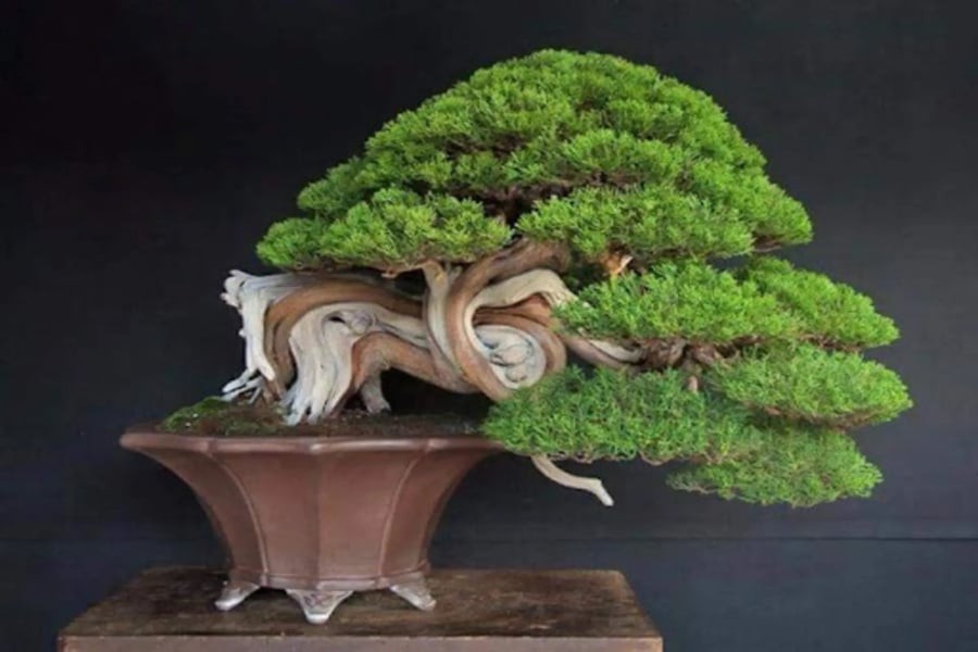 Cây tùng bồng lai trưng ở phòng khách