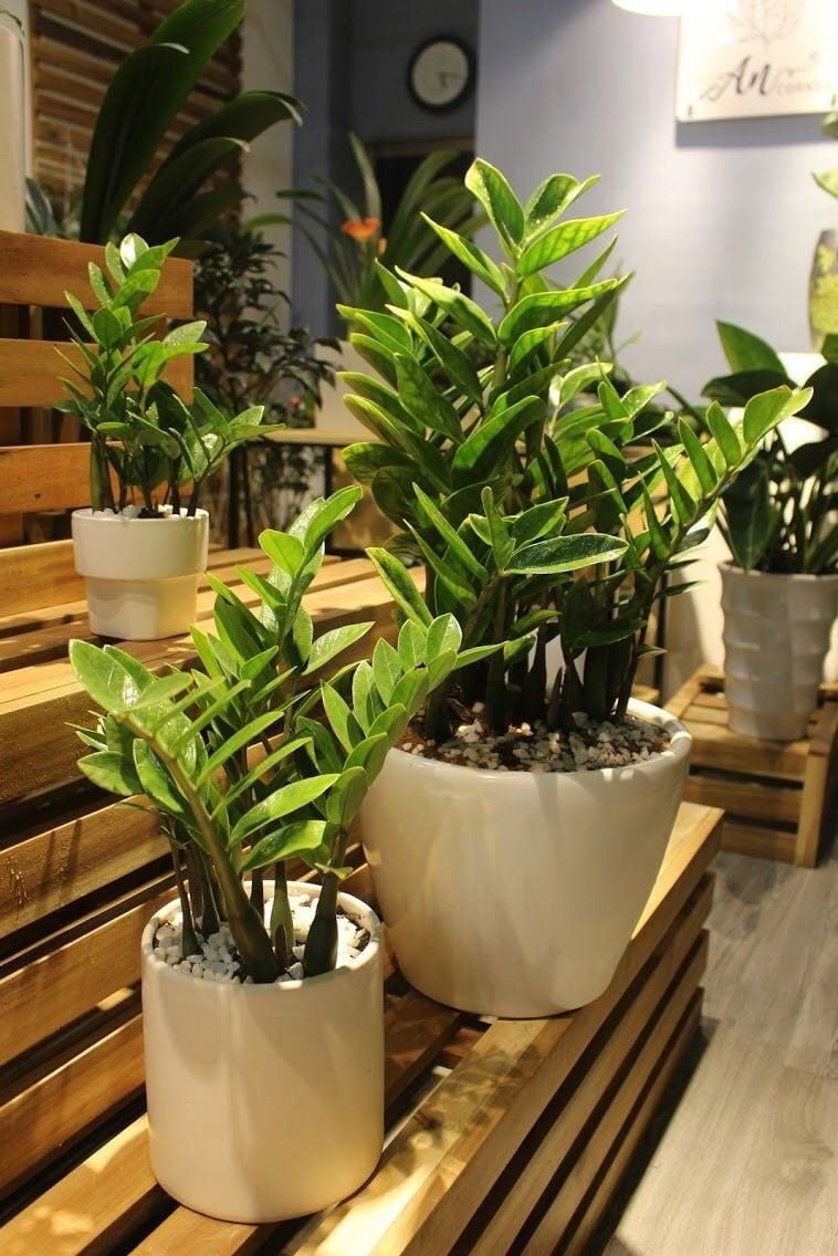 Cây kim tiền cuối năm nên cắt tỉa để năm sau thêm xanh tốt, tạo vận khí mới