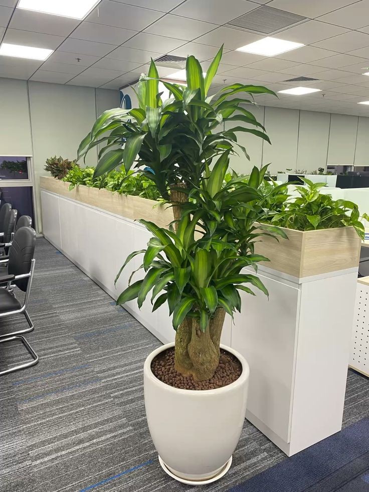 Cuối năm là lúc thích hợp để cắt tỉa thiết mộc lan để năm mới hanh thông thuận lợi