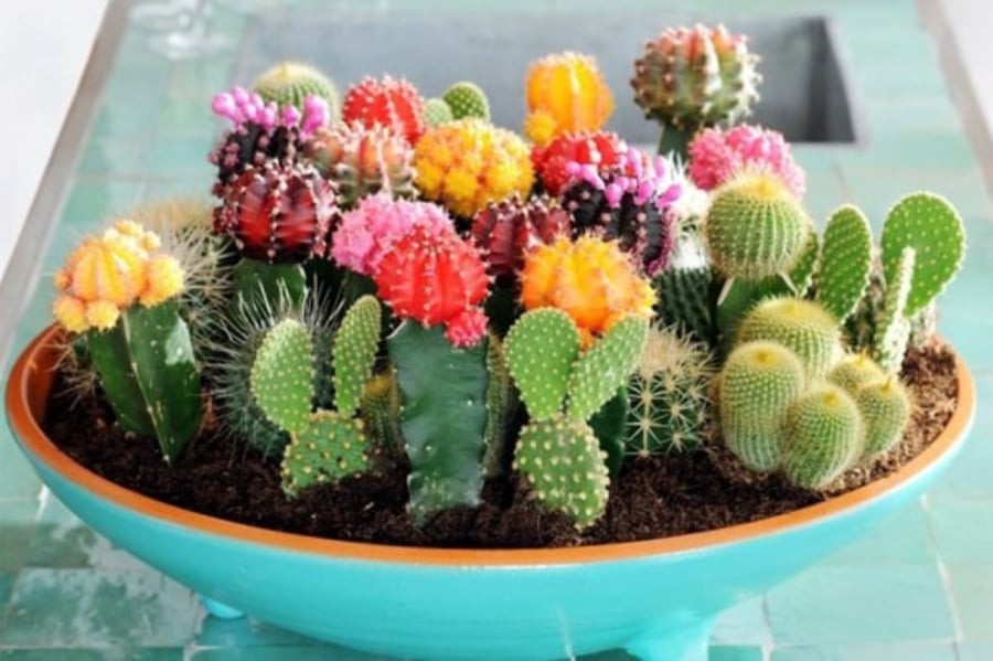 Xương rồng nở hoa trưng ở phòng ngủ
