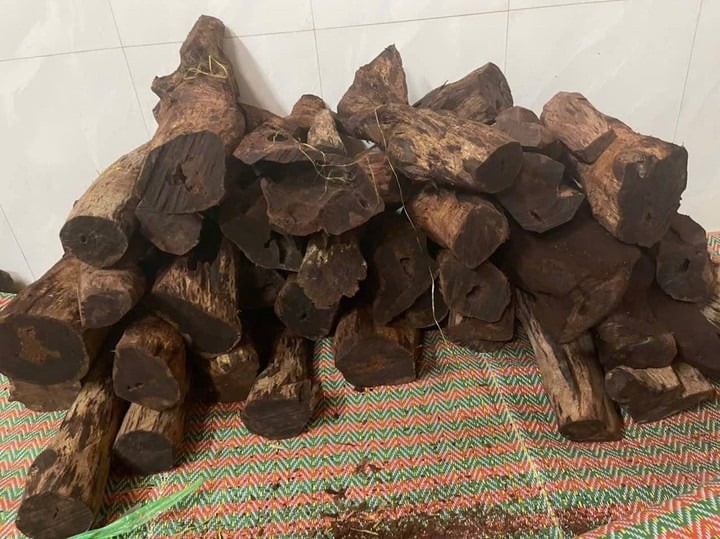 Thời gian gần đây, tại khu vực rừng phía Bắc tỉnh xuất hiện tình trạng người dân đổ xô vào rừng tìm cây mán đỉa để bán cho thương lái. 