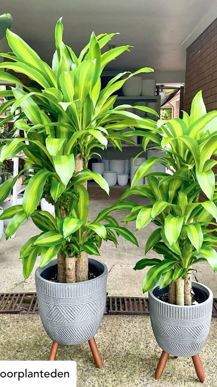 Người mệnh Kim theo phong thuỷ không hợp với trồng cây thiết mộc lan