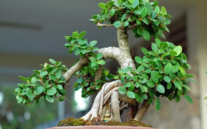 Đặt bonsai ở lối vào có thể vô thức hạn chế cơ hội nghề nghiệp, sự phát triển tài chính hoặc sự tiến bộ cá nhân