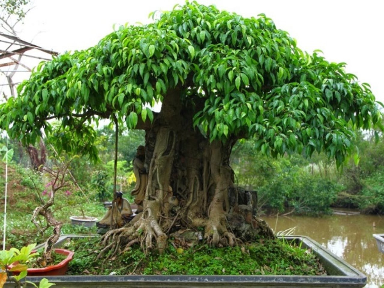 Cây sanh tượng trưng cho sự bất ổn và thiếu nhất quán, thế nên tránh trồng ở lối vào.