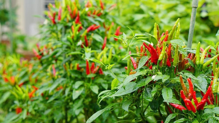 Cây ớt mang ý nghĩa tốt trong phong thủy, giúp thu hút tài lộc.