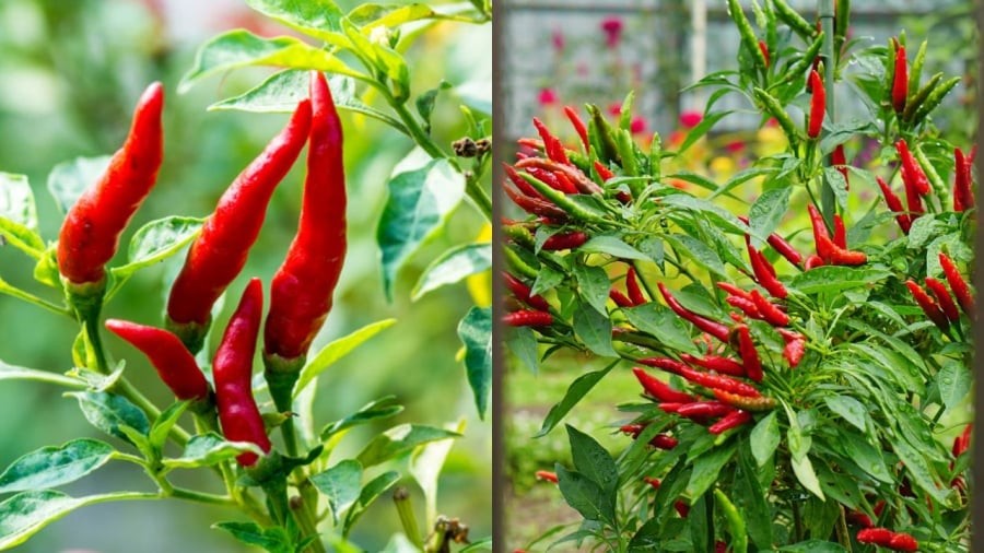 Nên trồng ớt ở vị trí nào?