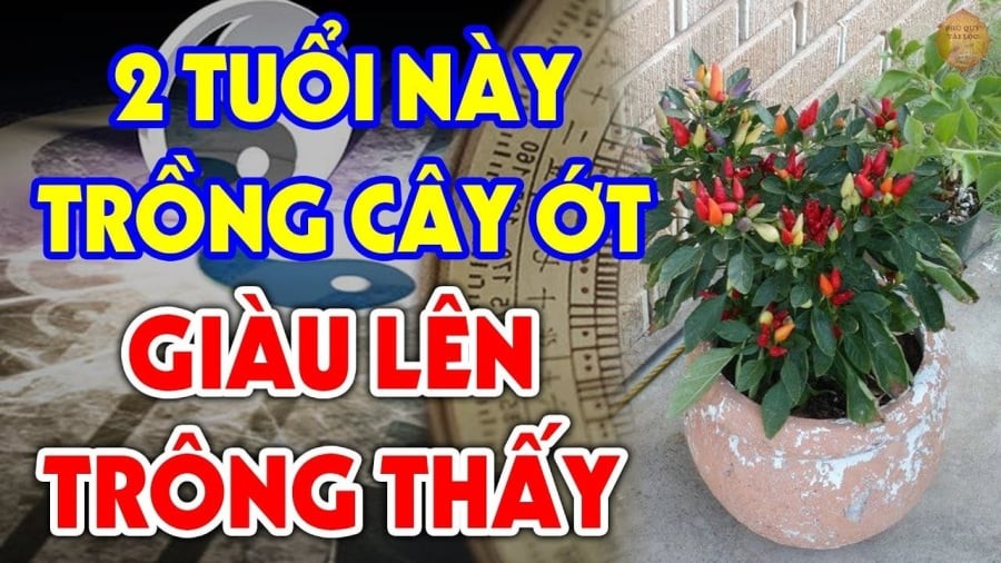 Trồng ớt ở vị trí tốt