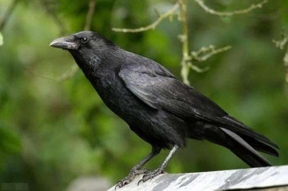 “Luật Quạ” được lấy cảm hứng từ loài quạ – một trong những loài chim thông minh bậc nhất trong tự nhiên.